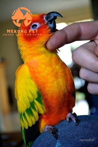 Giống Vẹt Sun Conure sống rát tình cảm, luôn quấn quýt bên chủ nhân